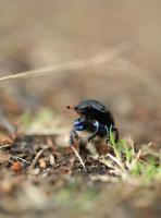 Bifogad bild: IMG_4983.JPG